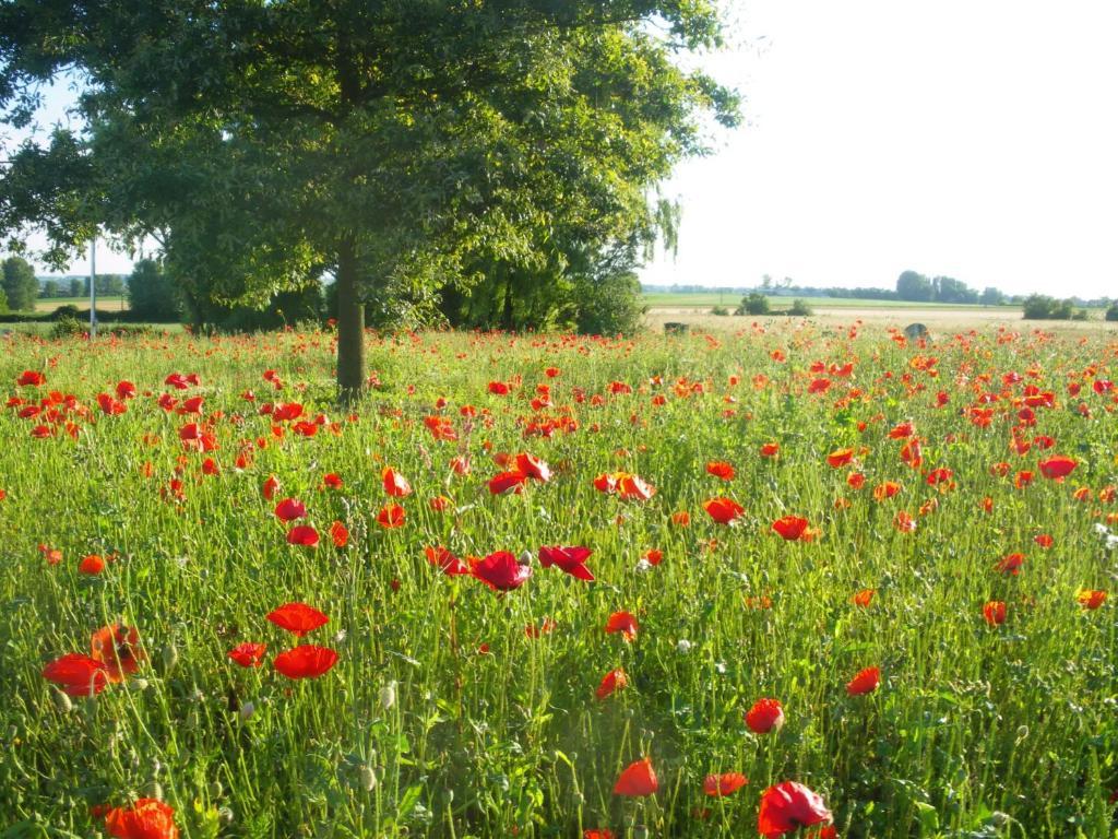 La Vallee Des Trois Monts Saint-Sylvestre-Cappel Екстериор снимка